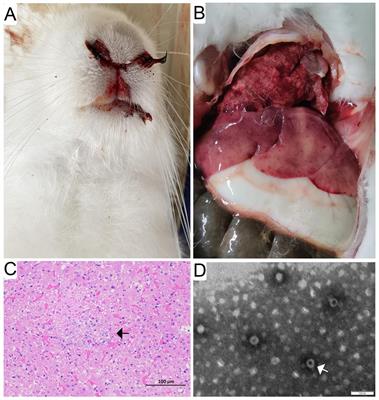 First report of GI.1aP-GI.2 recombinants of rabbit hemorrhagic disease virus in domestic rabbits in China